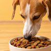 What is the Best Tasting Dry Dog Food? A Comprehensive Guide for Pet Owners