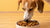 What is the Best Tasting Dry Dog Food? A Comprehensive Guide for Pet Owners
