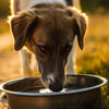 What is the Best Water Bowl for Dogs?