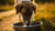 What is the Best Water Bowl for Dogs? A Comprehensive Guide