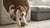 What Is the Best Way to Store Dry Dog Food?