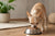 What Is the Best Wet Dog Food for Chihuahuas?