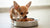 What is the Best Wet Dog Food for Chihuahuas? A Complete Guide for Pet Owners