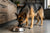 What is the Best Wet Dog Food for German Shepherds?