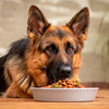 What is the Best Wet Dog Food for German Shepherds? Elevate Your Dog's Dining Experience