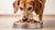 What is the Best Wet Dog Food for Older Dogs? A Comprehensive Guide