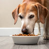 What is the Best Wet Dog Food for Senior Dogs? An In-Depth Guide