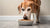 What is the Best Wet Dog Food for Senior Dogs? An In-Depth Guide
