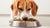 What Is the Best Wet Dog Food for Sensitive Stomach? A Comprehensive Guide for Caring Pet Owners