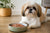 What Is the Best Wet Dog Food for Shih Tzus?