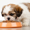 What is the Best Wet Dog Food for Shih Tzus: An In-Depth Guide