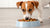 What is the Best Wet Dog Food for Small Breeds? A Comprehensive Guide for Pet Owners