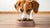 What is the Best Wet Food for a Dog? A Comprehensive Guide to Nourishing Your Canine Companion