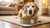 What is the Best Wet Food for Older Dogs? A Comprehensive Guide