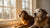 What is the Best Wet Food for Senior Dogs? A Comprehensive Guide for Pet Parents