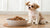 What is the Best Wet Food for Small Dogs? A Complete Guide for Pet Parents