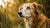 What Is the Difference with Senior Dog Food? A Comprehensive Guide-141222478063