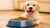 What is the Healthiest Dog Food for Puppies? A Comprehensive Guide for New Pet Parents