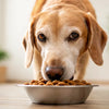 What is the Healthiest Dog Food for Senior Dogs: A Nutrition Guide