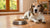 What is the Healthiest Dry Dog Food for Senior Dogs? A Comprehensive Guide-141045268719