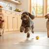 What is the Healthiest Kibble for Dogs? A Comprehensive Guide to Choosing the Best Option