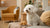 What is the Healthiest Puppy Food? A Comprehensive Guide for Pet Parents
