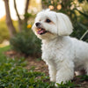 What is the Ideal Weight for a Maltese Dog?