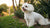 What is the Ideal Weight for a Maltese Dog?
