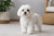 What is the Ideal Weight for a Maltese Dog?