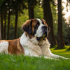 What is the Largest Dog Breed by Weight? Exploring the World's Gentle Giants