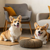 What is the Most Nutritious Dry Dog Food? A Comprehensive Guide for Pet Owners