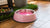 What Is the Pink Stuff in My Dog's Water Bowl?-140795150575