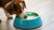 What is the Slime in My Dog's Water Bowl and How to Manage It-140795052271