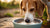 What Is the Water Bowl Ritual for Dogs? Understanding the Essential Hydration Habit