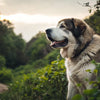 What is the Weight of a Large Dog? Understanding Giant Companions