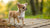 What is the Weight of the Smallest Dog? Exploring the World of Tiny Breeds