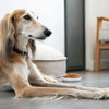 What Is Wet Dog Food? Understanding Its Benefits and How to Choose the Best for Your Dog