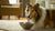 What Is Wet Dog Food Made Of? Understanding Ingredients, Production, and Benefits for Your Dog’s Health