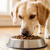 What Kibble is Best for Dogs: A Comprehensive Guide for Pet Owners