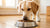 What Kibble is Best for Dogs: A Comprehensive Guide for Pet Owners