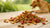 What Kibble Should I Feed My Dog? An In-Depth Guide to Choosing the Best Dog Food