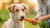 What Normal Foods Can Dogs Eat? A Comprehensive Guide for Pet Owners-140138807535