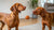 What Nuts Can Dogs Eat? A Comprehensive Guide for Pet Owners