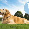 What Puts Weight on Dogs: Understanding and Addressing Canine Weight Gain