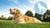 What Puts Weight on Dogs: Understanding and Addressing Canine Weight Gain