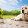 What's a Good Dog Food for Dogs with Skin Allergies? Finding the Right Fit for Your Furry Friend