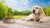 What's a Good Dog Food for Dogs with Skin Allergies? Finding the Right Fit for Your Furry Friend