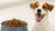What's a Good Dry Dog Food? A Comprehensive Guide for Pet Owners
