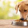 What's a Good Grain Free Dog Food? Exploring the Best Options for Your Pet's Health