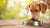 What's a Good Grain Free Dog Food? Exploring the Best Options for Your Pet's Health